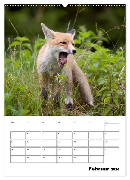 Produktbild: Rotfuchs - Impressionen (Wandkalender 2026 DIN A2 hoch), CALVENDO Monatskalender