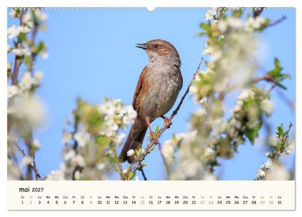 Produktbild: Les voisins du jardin - Une ann&eacute;e de rencontres (Calendrier mural haut de gamme 2027 DIN A2 vertical), CALVENDO calendrier mensuel