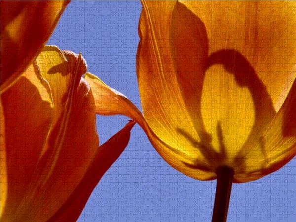 Produktbild: CALVENDO Puzzle Tulipa Cairo | 1000 Teile Lege-Gr&ouml;&szlig;e 64x48cm Foto-Puzzle f&uuml;r gl&uuml;ckliche Stunden