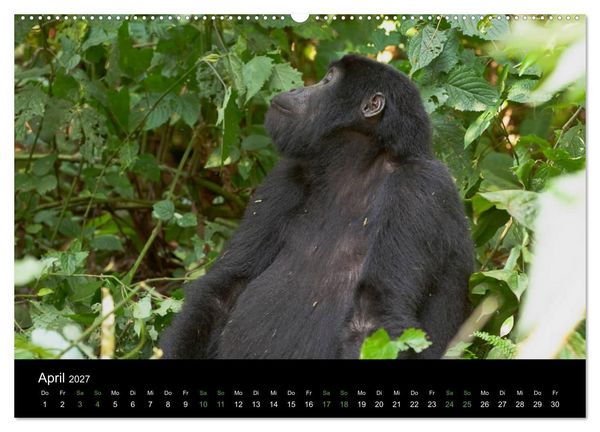 Produktbild: Ugandas friedliche Berggorillas (Wandkalender 2027 DIN A2 quer), CALVENDO Monatskalender