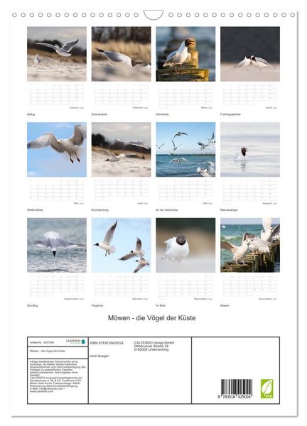 Produktbild: M&ouml;wen - die V&ouml;gel der K&uuml;ste (Wandkalender 2026 DIN A3 hoch), CALVENDO Monatskalender