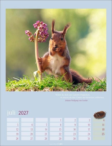 Produktbild: Eichh&ouml;rnchen Kalender 2027