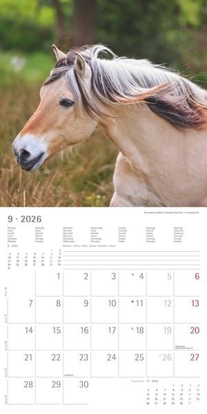 Produktbild: Pferde 2026 - Broschürenkalender 30x30 cm (30x60 geöffnet) - Kalender mit Platz für Notizen - Horses - Bildkalender - Wandplaner - Pferdekalender