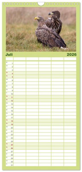 Produktbild: Familienplaner 2026 - Seeadler in Polen mit 5 Spalten (Wandkalender, 21 x 45 cm) CALVENDO