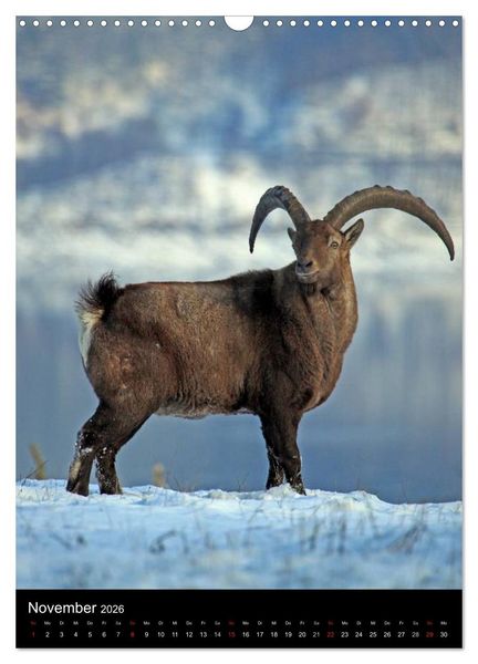 Produktbild: Wildlife 2026 (Wandkalender 2026 DIN A3 hoch), CALVENDO Monatskalender