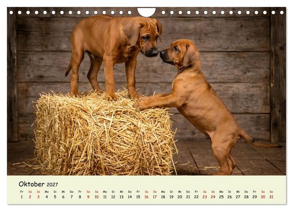 Produktbild: Rhodesian Ridgeback - Welpenzauber (Wandkalender 2027 DIN A4 quer), CALVENDO Monatskalender