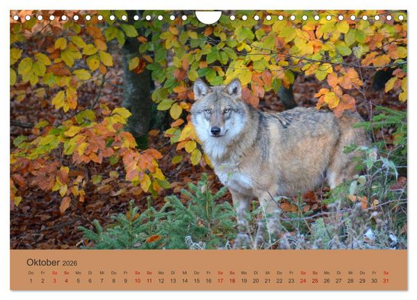 Produktbild: Begegnungen DER WOLF (Wandkalender 2026 DIN A4 quer), CALVENDO Monatskalender