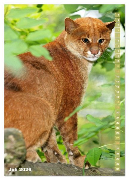 Produktbild: Raubkatzen: Die J&auml;ger auf leisen Pfoten (hochwertiger Premium Wandkalender 2026 DIN A2 hoch), Kunstdruck in Hochglanz