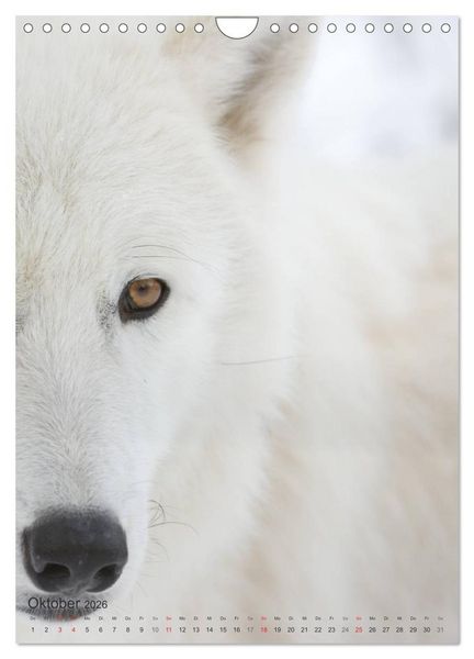 Produktbild: Emotionale Momente: Der Wolf. (Wandkalender 2026 DIN A4 hoch), CALVENDO Monatskalender