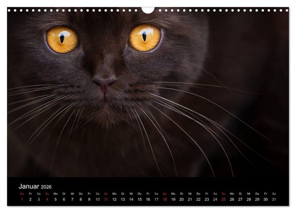 Produktbild: Schokoladige Britisch Kurzhaar Katzen (Wandkalender 2026 DIN A3 quer), CALVENDO Monatskalender