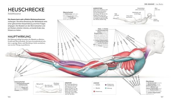 Yoga verstehen - Die Anatomie der Yoga-Haltungen