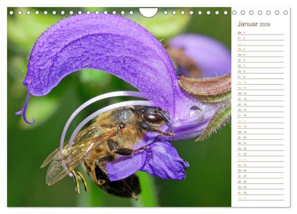 Produktbild: S&uuml;&szlig;es Gold: Imker, Bienen & Honig (Wandkalender 2026 DIN A4 quer), CALVENDO Monatskalender