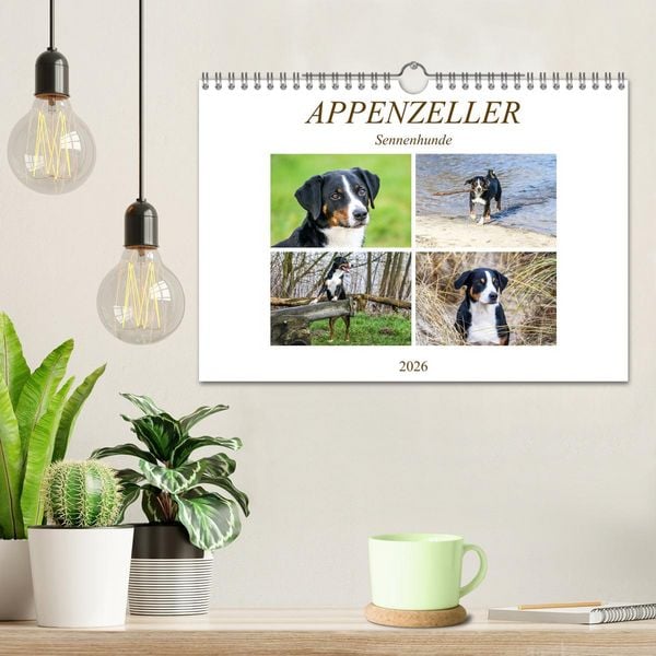 Produktbild: Appenzeller Sennenhunde (Wandkalender 2026 DIN A4 quer), CALVENDO Monatskalender