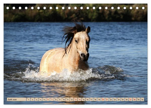 Produktbild: Ponys, die starken Pers&ouml;nlichkeiten (Tischkalender 2026 DIN A5 quer), CALVENDO Monatskalender