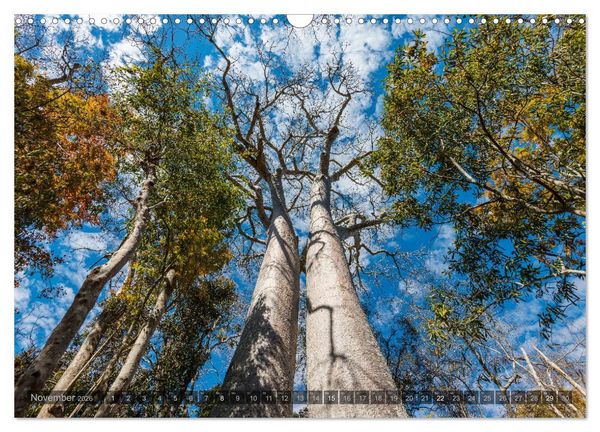Produktbild: Zauberwald Ifaty &middot; Traumhafte Baobabs in Madagaskar (Wandkalender 2026 DIN A3 quer), CALVENDO Monatskalender