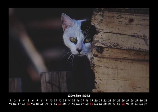 Produktbild: F&uuml;r Katzenfreunde 2025 Fotokalender DIN A3