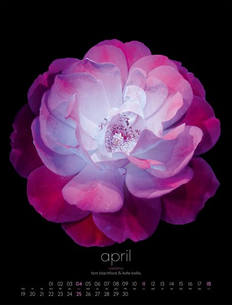 Produktbild: in bloom Kalender 2027