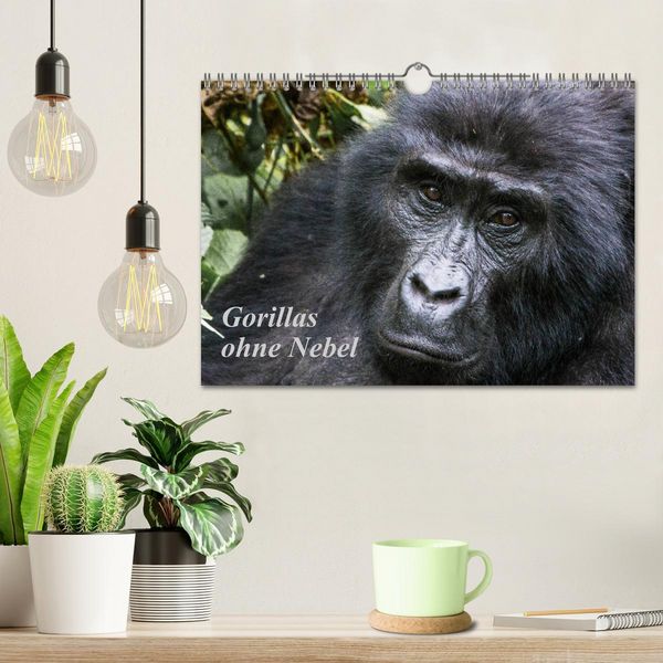 Produktbild: Gorillas ohne Nebel (Wandkalender 2026 DIN A4 quer), CALVENDO Monatskalender