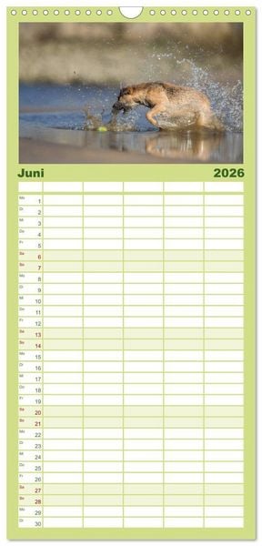 Produktbild: Familienplaner 2026 - POWERHUNDE 2026 mit 5 Spalten (Wandkalender, 21 x 45 cm) CALVENDO
