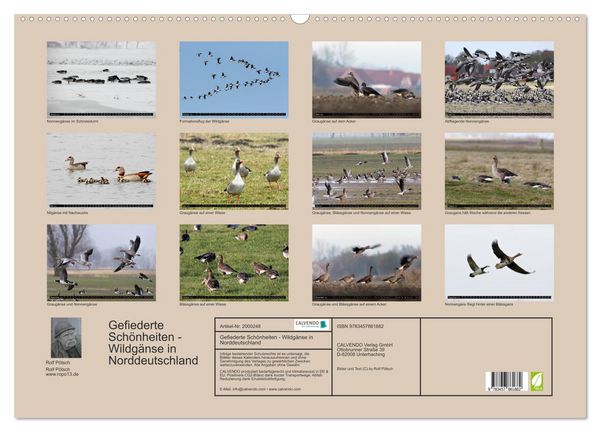 Produktbild: Gefiederte Sch&ouml;nheiten - Wildg&auml;nse in Norddeutschland (Wandkalender 2026 DIN A2 quer), CALVENDO Monatskalender