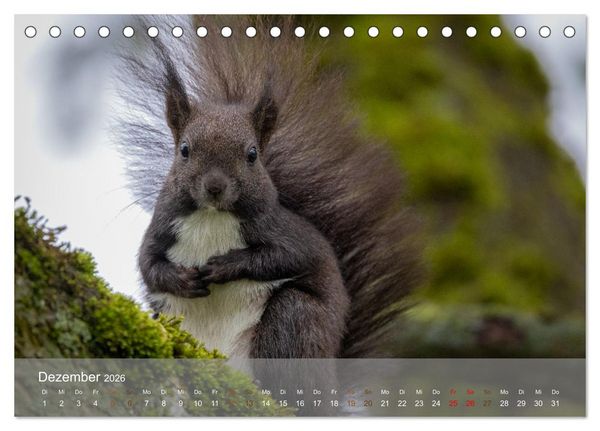 Produktbild: Bezaubernde Eichh&ouml;rnchen (Tischkalender 2026 DIN A5 quer), CALVENDO Monatskalender