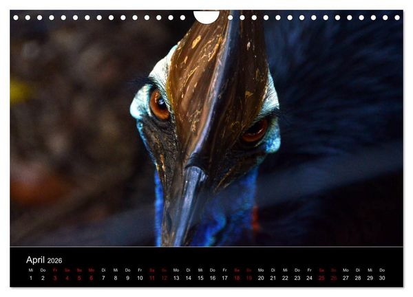 Produktbild: Australian Wildlife (Wandkalender 2026 DIN A4 quer), CALVENDO Monatskalender