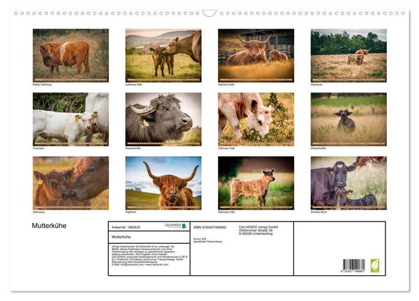 Produktbild: Mutterk&uuml;he (Wandkalender 2026 DIN A2 quer), CALVENDO Monatskalender