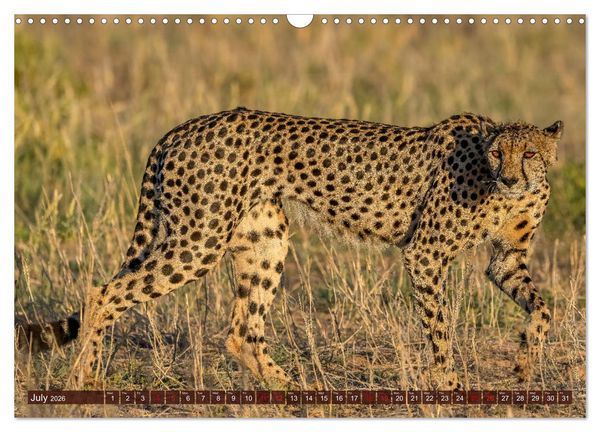 Produktbild: Amazing Cheetahs (Wall Calendar 2026 DIN A3 landscape), CALVENDO 12 Month Wall Calendar