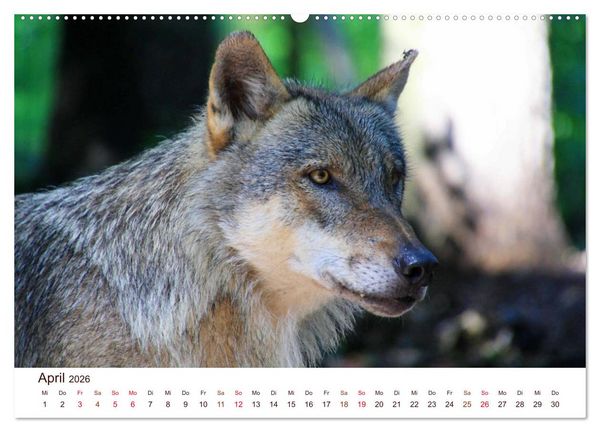 Produktbild: W&ouml;lfe 2026. Tierische Impressionen (hochwertiger Premium Wandkalender 2026 DIN A2 quer), Kunstdruck in Hochglanz