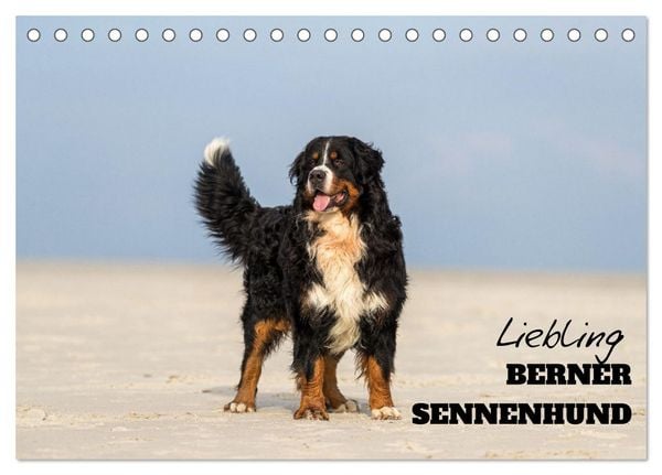 Produktbild: Liebling BERNER SENNENHUND (Tischkalender 2026 DIN A5 quer), CALVENDO Monatskalender