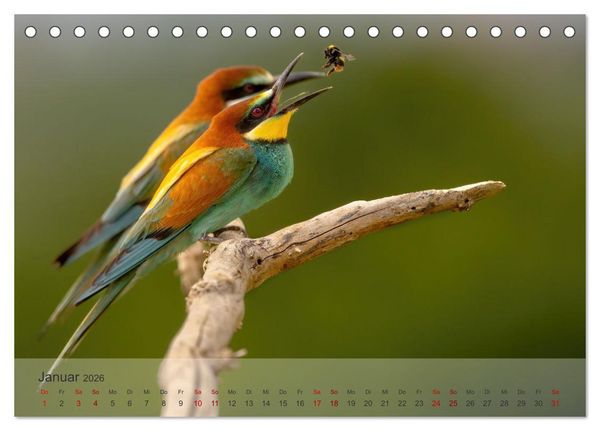 Produktbild: Fantastische Vogelwelt Slowenien (Tischkalender 2026 DIN A5 quer), CALVENDO Monatskalender