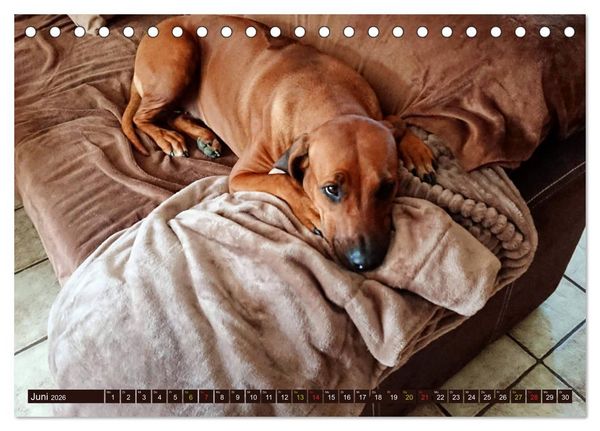 Produktbild: Rhodesian Ridgeback Augen-Blicke (Tischkalender 2026 DIN A5 quer), CALVENDO Monatskalender