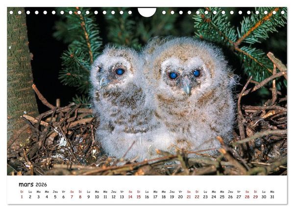 Produktbild: La vie des chouettes, les dames de la nuit (Calendrier mural 2026 DIN A4 vertical), CALVENDO calendrier mensuel