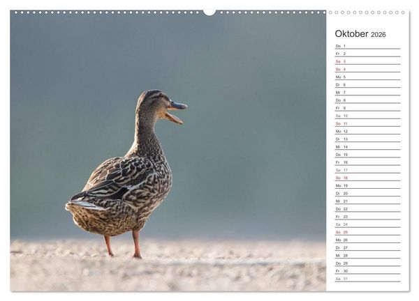 Produktbild: Emotionale Momente: Die Stockente. (hochwertiger Premium Wandkalender 2026 DIN A2 quer), Kunstdruck in Hochglanz