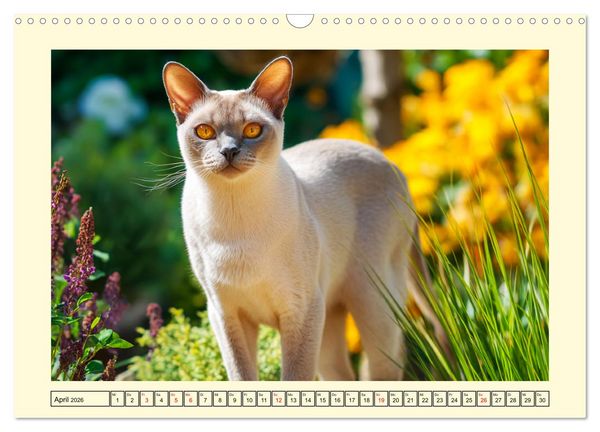 Produktbild: Burma-Katzen. Ausstrahlung und Anmut der faszinierenden Samtpfoten (Wandkalender 2026 DIN A3 quer), CALVENDO Monatskalender