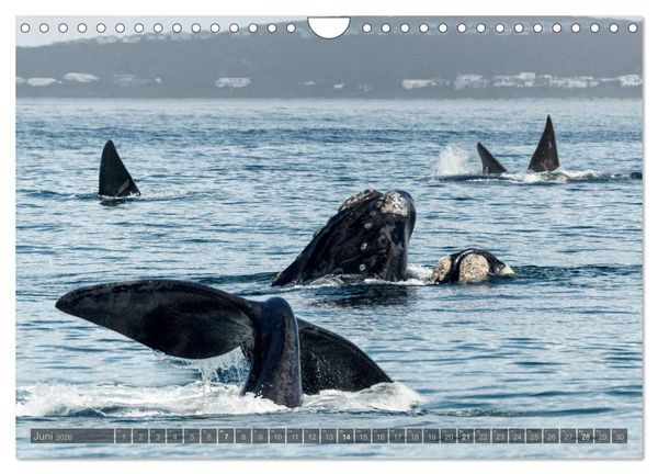 Produktbild: S&uuml;dafrika - Die Tierwelt (Wandkalender 2026 DIN A4 quer), CALVENDO Monatskalender