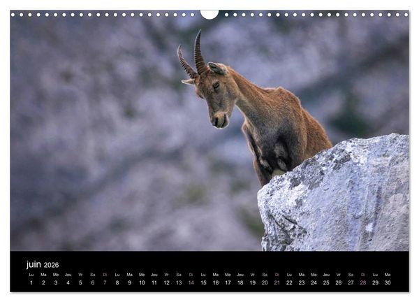 Produktbild: Bouquetins des Alpes (Calendrier mural 2026 DIN A3 vertical), CALVENDO calendrier mensuel