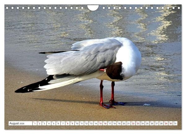 Produktbild: Lachm&ouml;wen an der Ostsee (Wandkalender 2026 DIN A4 quer), CALVENDO Monatskalender
