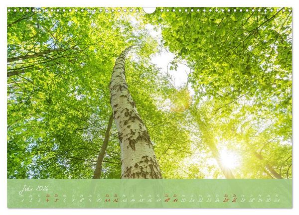 Produktbild: Waldwelten (Wandkalender 2026 DIN A3 quer), CALVENDO Monatskalender