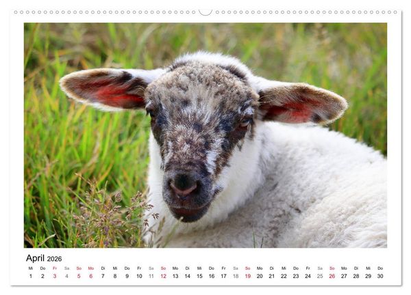 Produktbild: Sch&auml;fchen z&auml;hlen - Mit Schafen durchs Jahr (hochwertiger Premium Wandkalender 2026 DIN A2 quer), Kunstdruck in Hochglanz