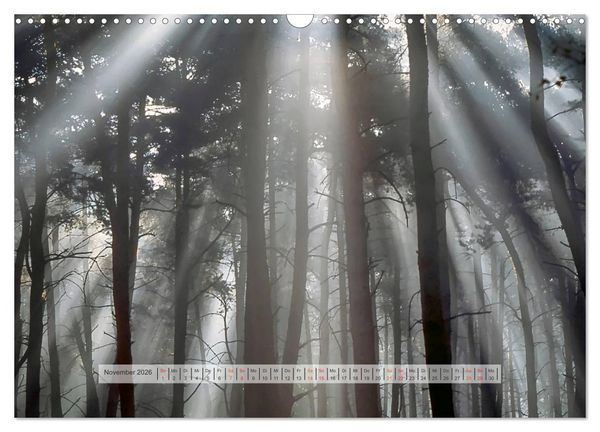 Produktbild: Wald im Bergischen Land 2026 (Wandkalender 2026 DIN A3 quer), CALVENDO Monatskalender