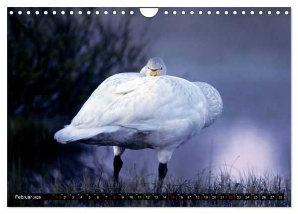 Produktbild: SCHW&Auml;NE. (Wandkalender 2026 DIN A4 quer), CALVENDO Monatskalender