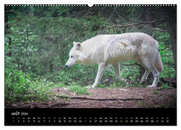 Produktbild: J'ai vu le loup (Calendrier mural 2026 DIN A2 vertical) calendrier de bureau