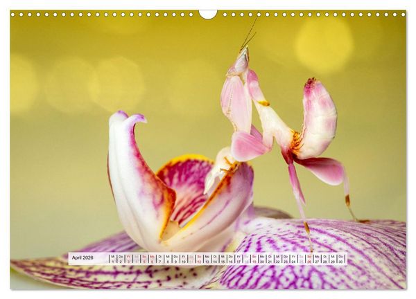 Produktbild: Die Orchideen Gottesanbeterin (Wandkalender 2026 DIN A3 quer), CALVENDO Monatskalender