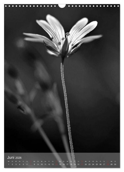 Produktbild: Monochrome Bl&uuml;ten - In Schwarz-Wei&szlig; Bildern durch das Jahr (Wandkalender 2026 DIN A3 hoch), CALVENDO Monatskalender