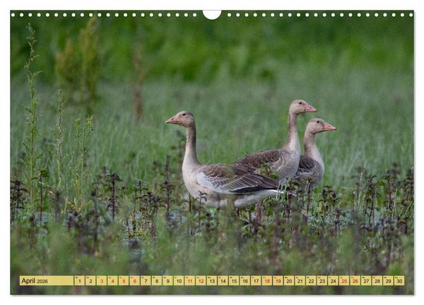 Produktbild: Donaudelta - Europas gro&szlig;es Vogelparadies (Wandkalender 2026 DIN A3 quer), CALVENDO Monatskalender