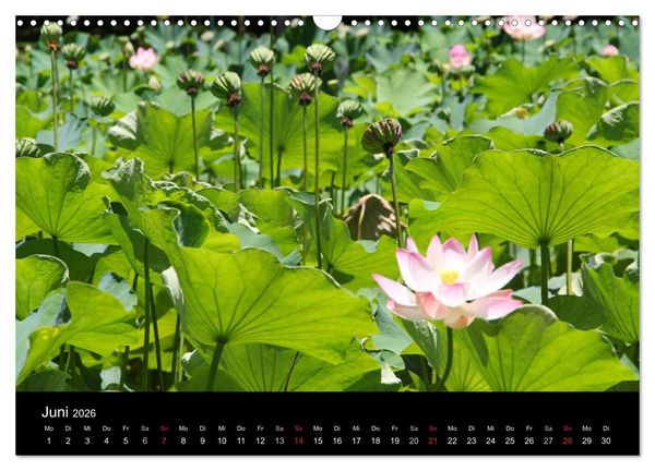 Produktbild: Trauminsel Mauritius (Wandkalender 2026 DIN A3 quer), CALVENDO Monatskalender
