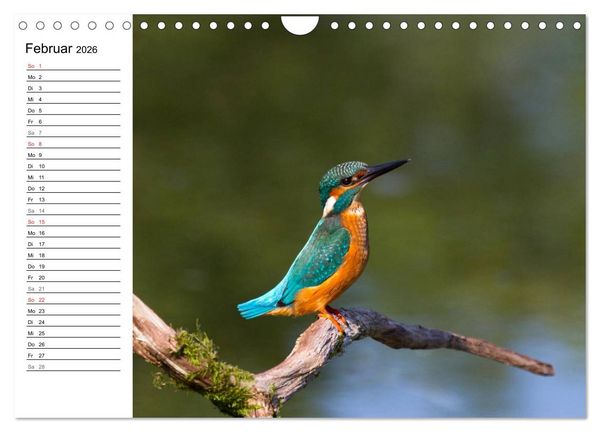 Produktbild: Eisv&ouml;gel (Wandkalender 2026 DIN A4 quer), CALVENDO Monatskalender