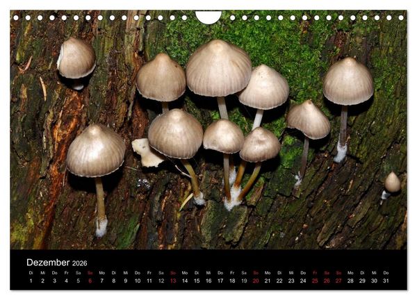Produktbild: Pilze, Pilze (Wandkalender 2026 DIN A4 quer), CALVENDO Monatskalender