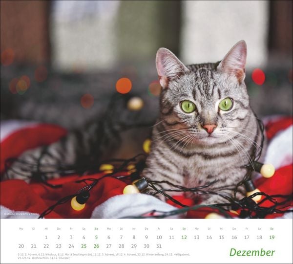 Produktbild: times&more Katzen Bildkalender 2027